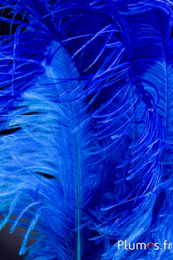 Autruche premium - 50-60 cm - turquoise-bleu